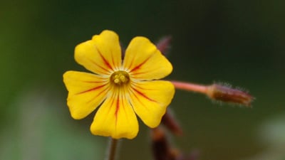 Biophytum reinwardtii
