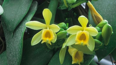 Vanilla fragrans