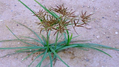 Cyperus rotundus