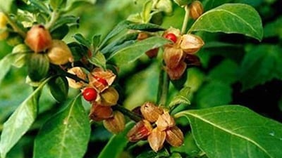 Withania somnifera