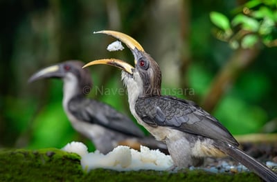 Ceylon Grey Hornbill