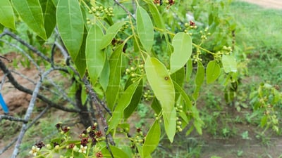 Pterocarpus santalinus