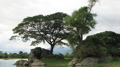 Buttala