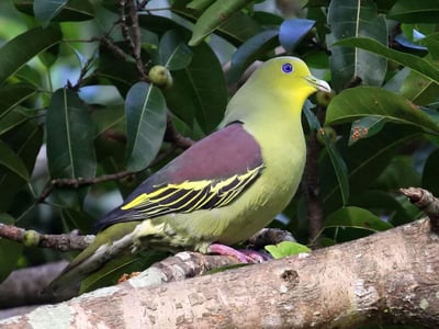 Ceylon Green Pigeon