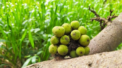 Ficus racemosa; Attikka