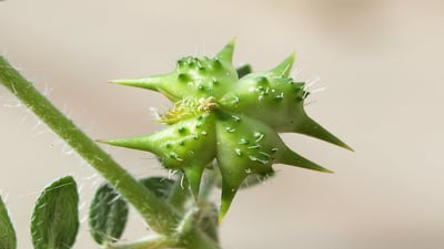 Tribulus terrestris