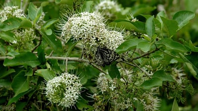 Pavetta Indica