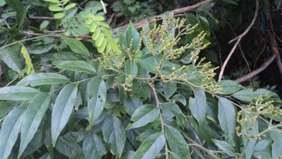 Micromelum minutum  var. ceylanicum