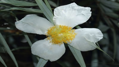 Mesua ferrea