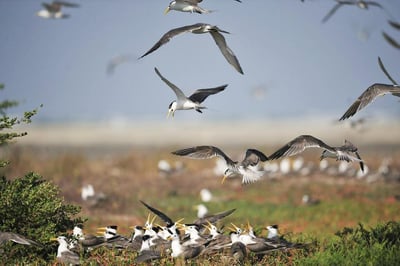 Mannar Bird Sanctuary