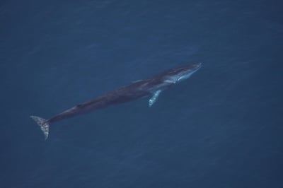 Fin Whale