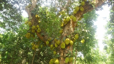 Artocarpus heterophyllus