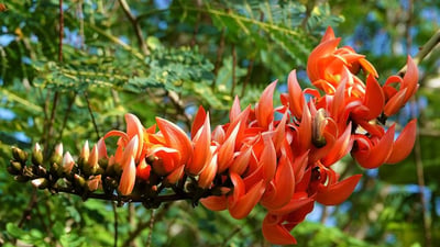 Butea monosperma