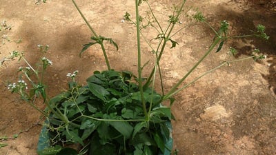 Valeriana moonii