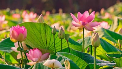 Sacred Lotus