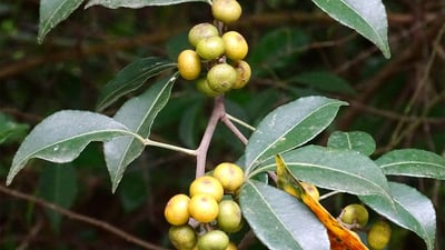 Toddalia asiatica