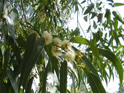 Eucalyptus globulus (Karupantine , Eucalyptus)