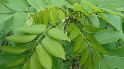 Gliricidia sepium