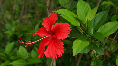 Hibiscus rosa-sinensis