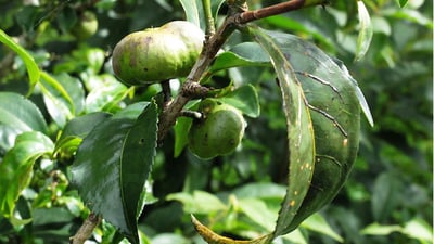Camellia  sinensis