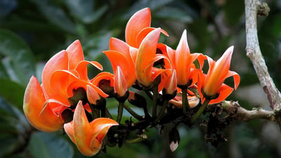 Butea monosperma
