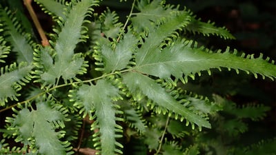 Lygodium flexuosum