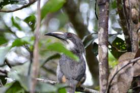 Ceylon Grey Hornbill