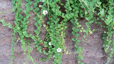 Merremia tridentata