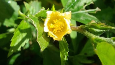 Sida rhombifolia