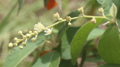 Croton lacciferus