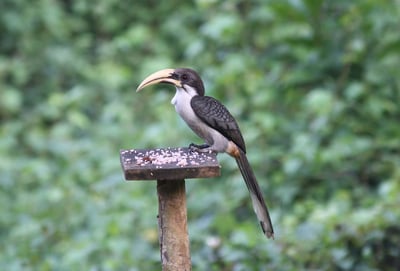 Ceylon Grey Hornbill