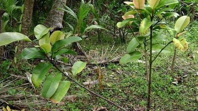Garcinia