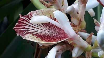 Codariocalyx motoriusAlpinia calcarata
