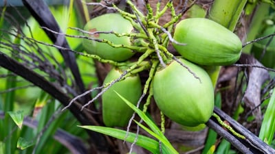 Cocos nucifera
