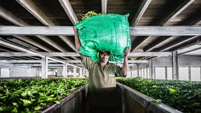 Dambatenne Tea Factory