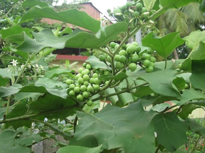 Solanum torvum