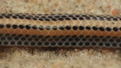 Müller's Shieldtail