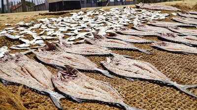 Jaffna Fish market