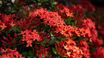 Ixora coccinea