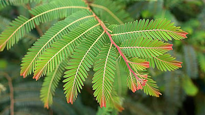 Phyllanthus emblica