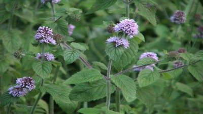 Mentha arvensis var. javanica (Oduthalan,??????)
