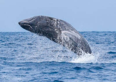 Sperm Whale