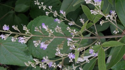 Vitex negundo