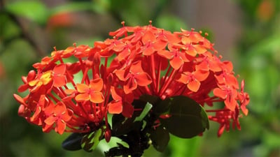 Ixora coccinea