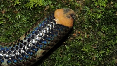 Hemprich's Shieldtail