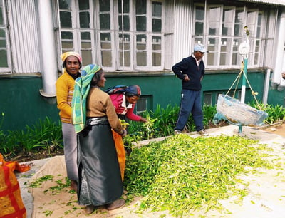 Pedro Tea Estate