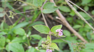 Boerhavia diffusa