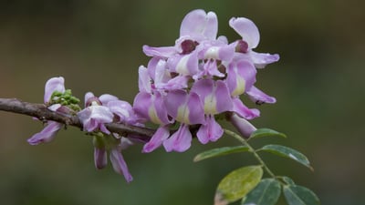 Gliricidia sepium
