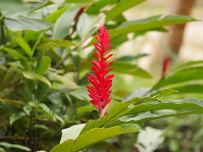 Alpinia Calearta