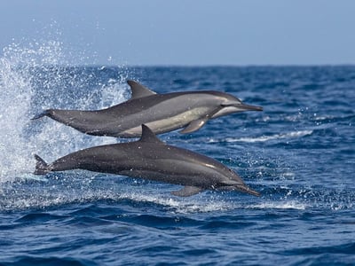Dolphins